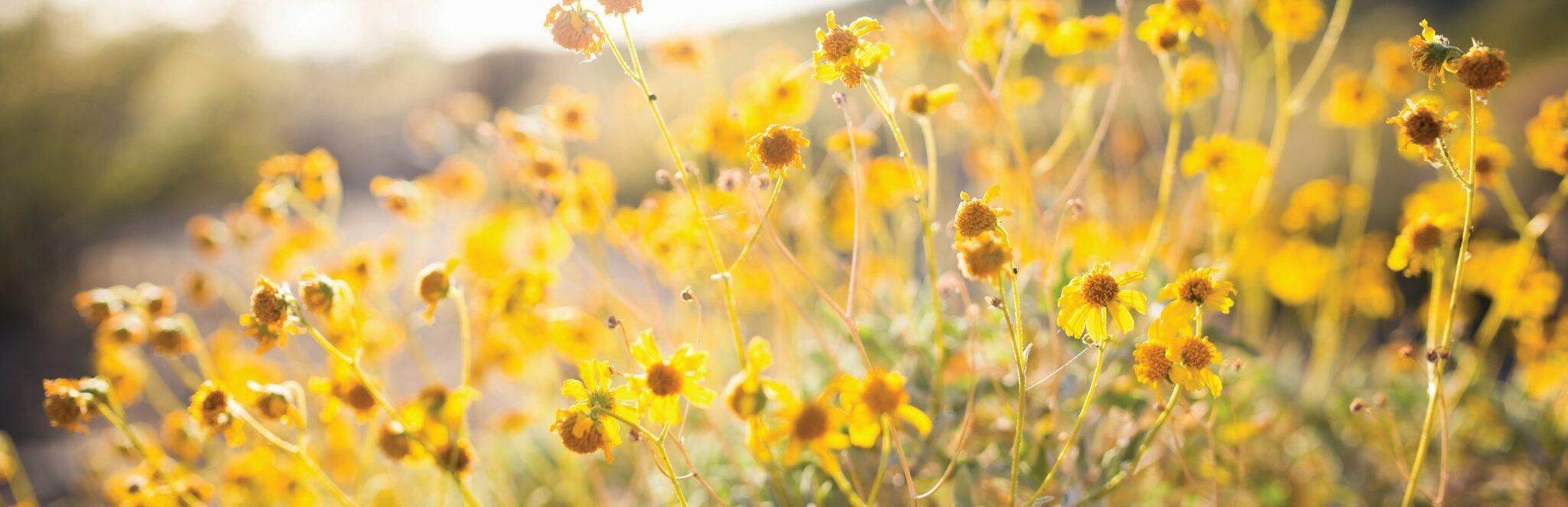 Yellow flowers in a field