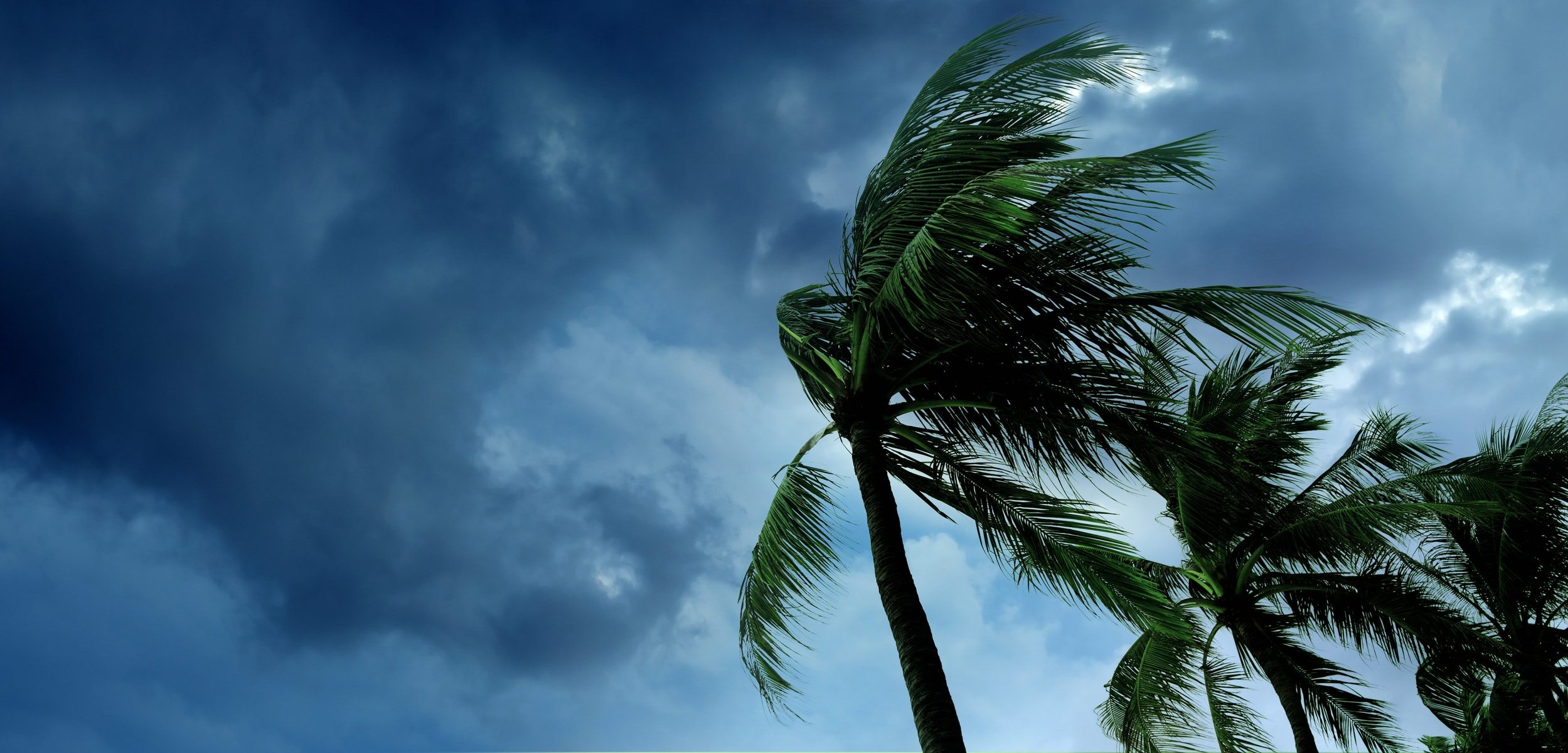 palm trees during hurricane