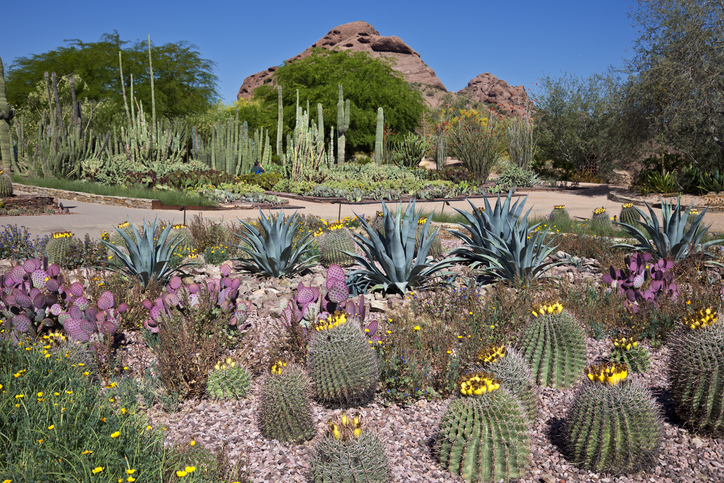 Desert Botanical Gardens in Phoenix